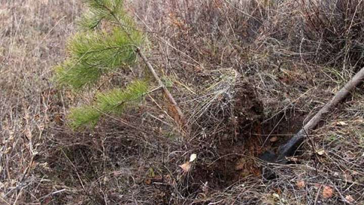 Орманнан қарағай қазып, өз үйіне отырғызбақ болған