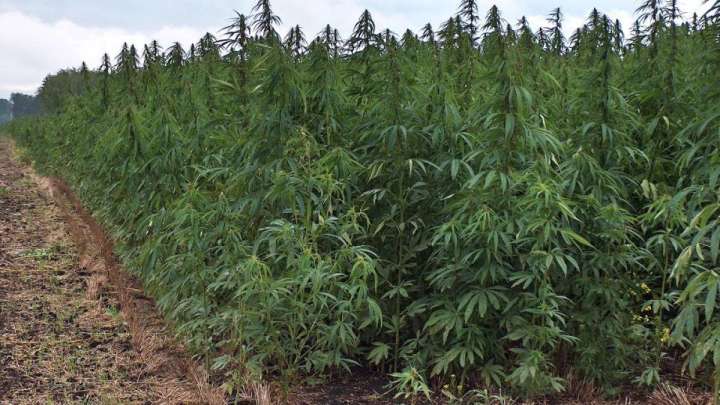 Коронавирустан кейін Шудың «шөбіне» сұраныс арта ма?