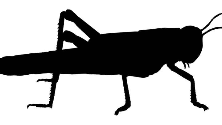 Шегіртке дауымен шенеунік сотталып кетті