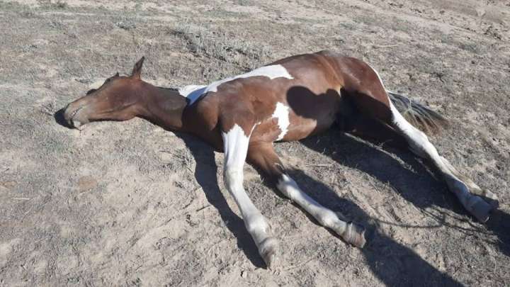 "Кене тастай жабысып, малымызды қырып бара жатыр"