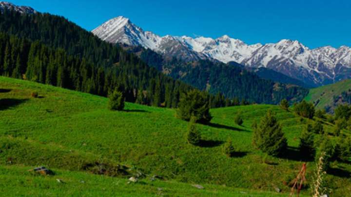 Алатаудың бөктерін офшорда жүрген кәсіпкер алыпты