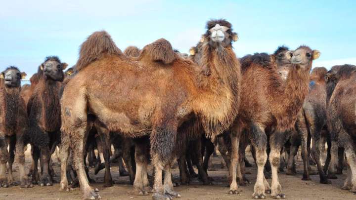 Таксиді тастап, түйе бағамын  