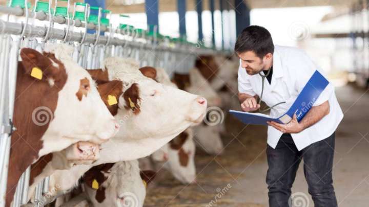 Ауылдағы науқастарды мал дәрігерлері қарайды