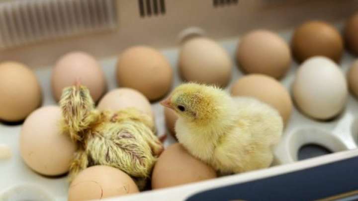 Жұмыртқадан ­балапан, балапаннан табыс шығады