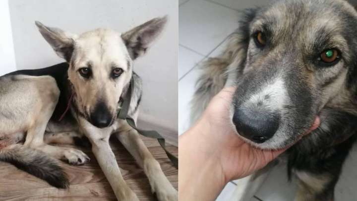 Ит зорланған соң «Астана Ветсервис» директоры қызметінен кетті