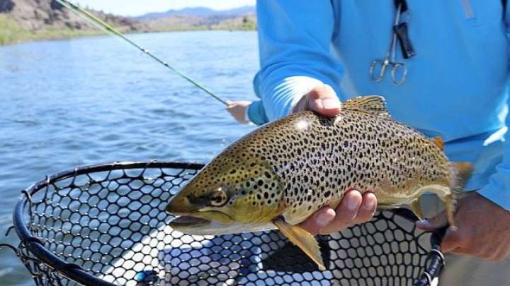 Балық барымтасымен күрес