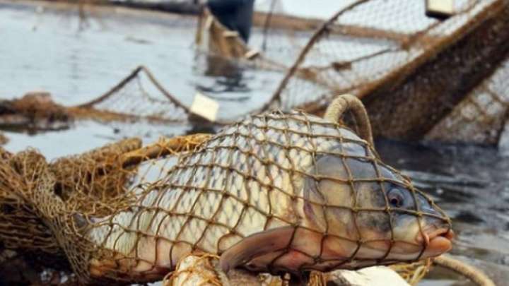 Балық – браконьерлердің жемі