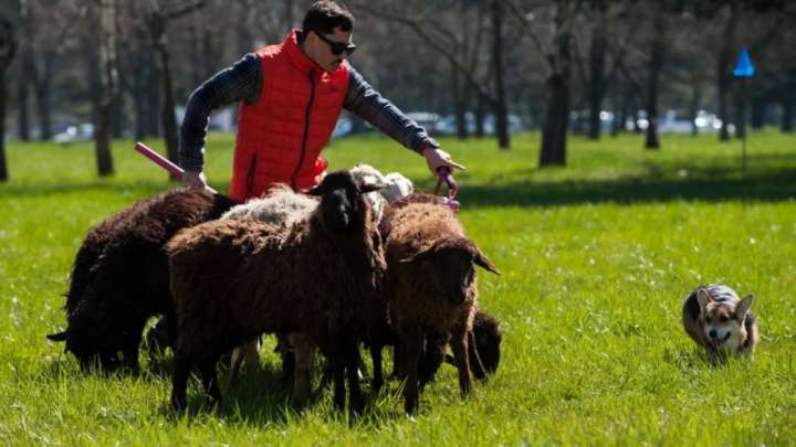 Қойшыларға tik-tok түсіртіп, жарыстырмақ