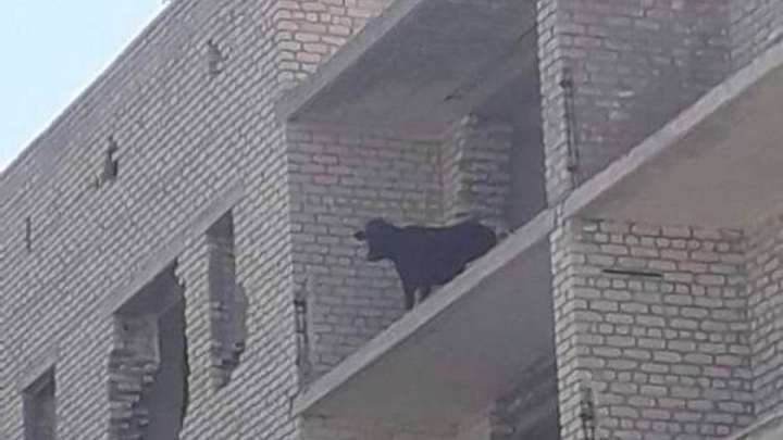 Сиыр жылы туған диктаторлар мен реформаторлар