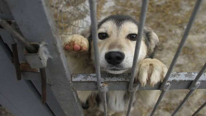Ит ату - шенеунікке тиімді