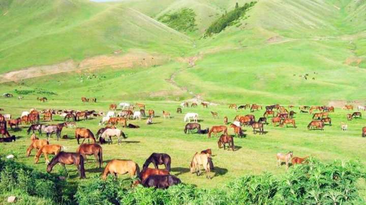 Жайылым кең болса, мал да көбейеді, ет өндірісі де артады