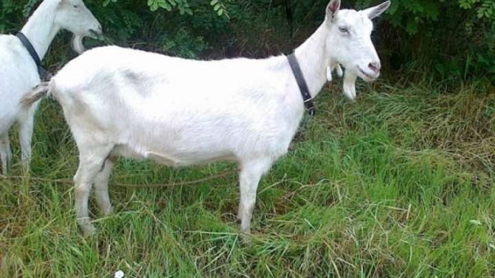 Ешкіден 42 түрлі өнім алып отыр