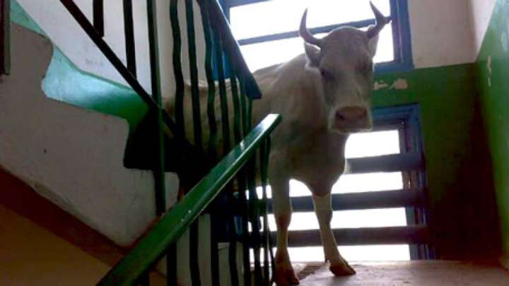 Қуандық ТҮМЕНБАЙ. Сиырдың бөлмесі