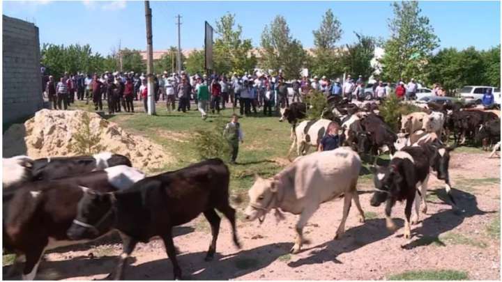 Әкім 500 сиырмен кездесті