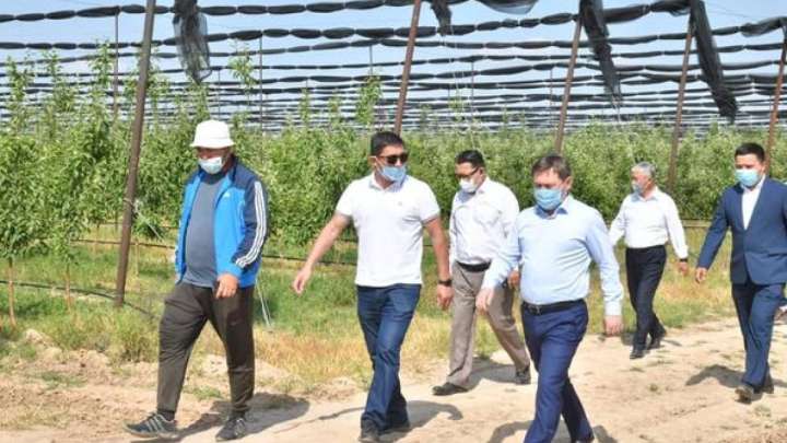 Алтынтөбедегі бау-бақша