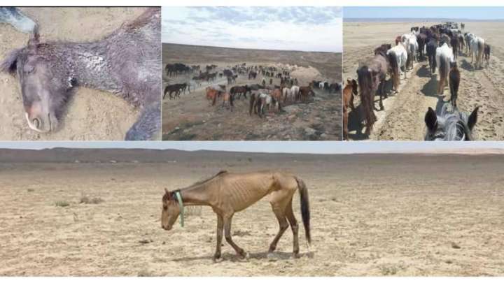 Маңғыстаудағы жұт: "Малымыз әр жерде жығылып жатыр"