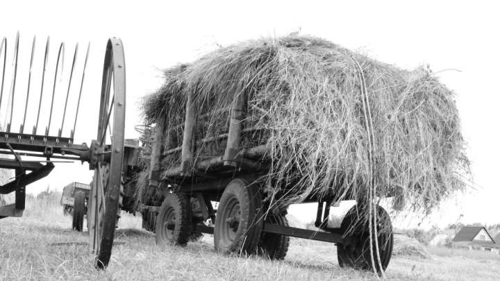 Кеңшілік Мырзабек. Шалғында (әңгіме)