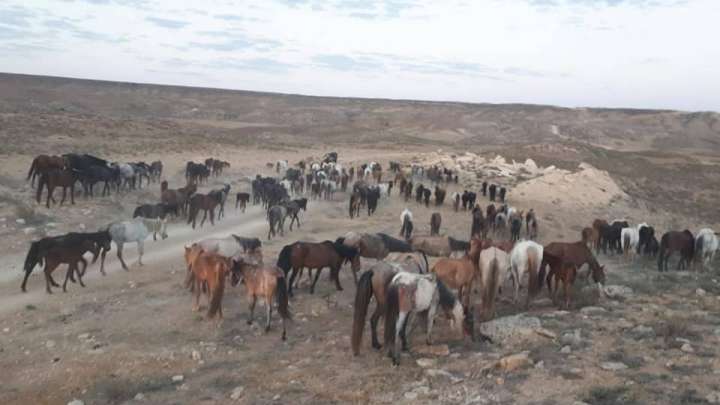 Депутат: Шетелден асыл тұқымды мал алудың соңы жұтқа әкелді