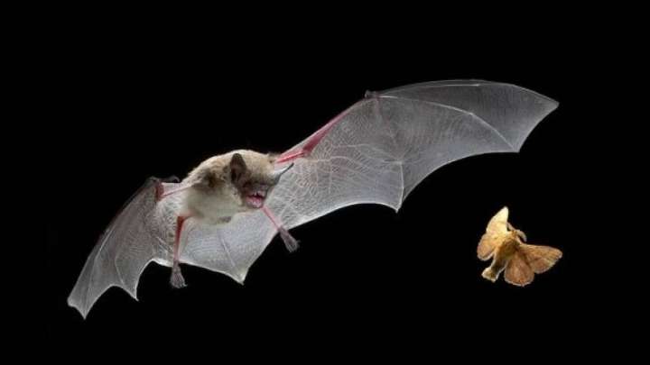 Енді Үндістандағы жарқанаттардан қауіпті вирус табылған