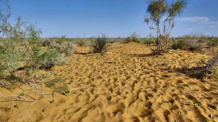 Шөлге айналған дала: "Мәселе шешілмесе, егін егетін жер қалмайды"