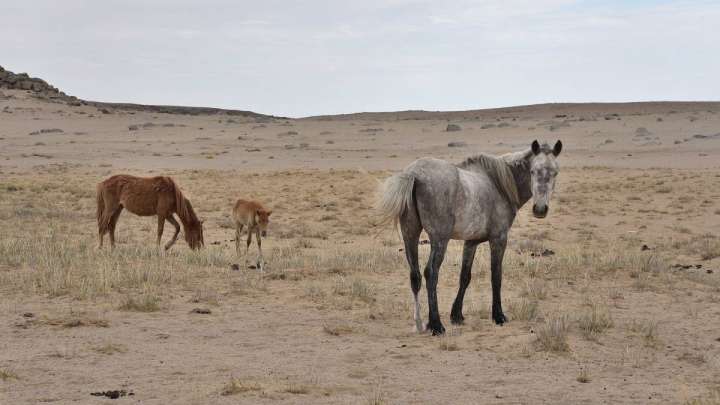 Жамбыл облысындағы қуаңшылық: "Шабатын шөп жоқ"