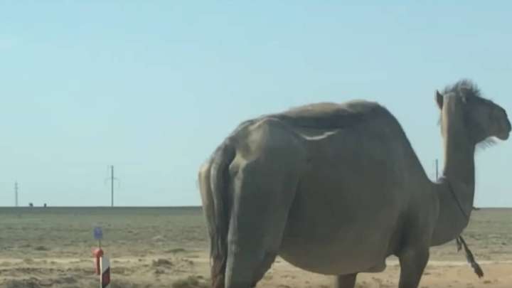 Маңғыстауда жұт: Тұрымовқа бәрібір ме?