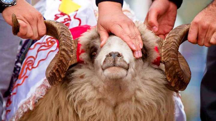 Құрбандық шалмай, садақа бере салса бола ма?