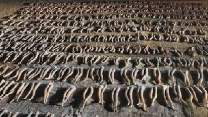 Киік мүйізін сатқандар ұсталды