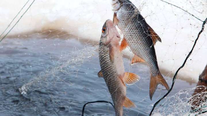 Заңсыз балық аулағандар жазасыз қалмайды