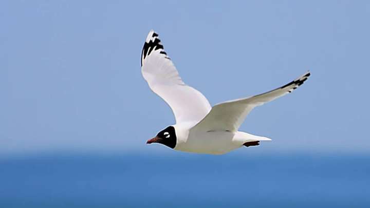 Ермек Қаныкейұлы. Алакөлдегі демалыс: өң мен түс-2