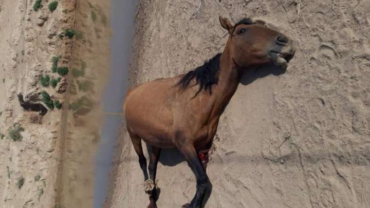 «22 жылқымның төртеуі өлді, 11-і өлімші хәлде»