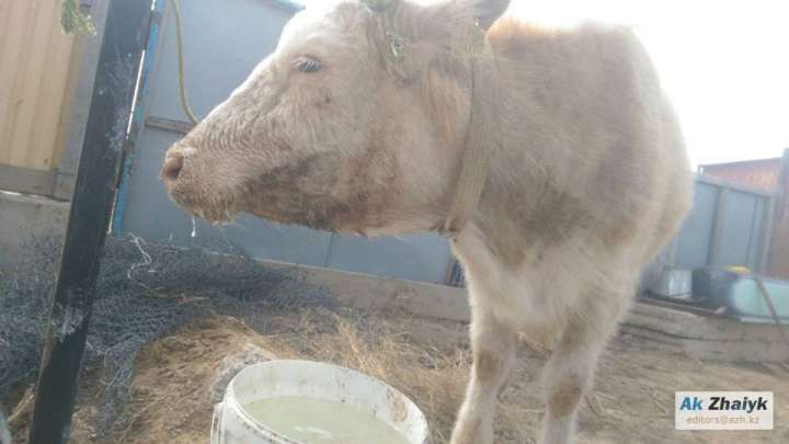 Аусылмен күрес халықаралық деңгейде жүреді