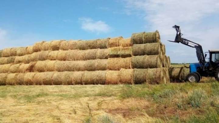 АШМ: 32 млн малға 23 млн тонна жем-шөп дайын