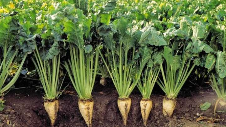 Қант қызылшасы – ауыл шаруашылығы бойынша жетекші салаға айналуға тиіс