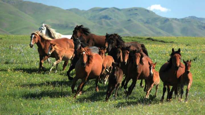 Жылқы шаруашылығына сұраныс жоғары