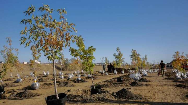 Көшетті де сақтандыру керек