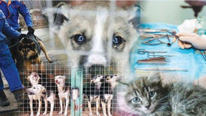 Алматыда үй жануарларын зарарсыздандыру үшін 117 млн жұмсалмақ