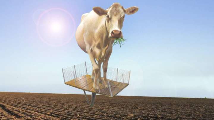 «Жайылымдық жер жоқ»: әкімнің ұлы, фермердің жиені және ауыл жұрты