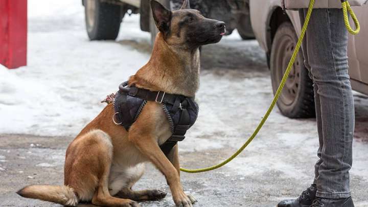 Құтқару қызметін неліктен дәл иттер атқарады?