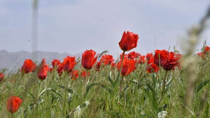 Депутат қызғалдақ жұлғаны үшін салынатын айыппұлды алып тастауды ұсынды