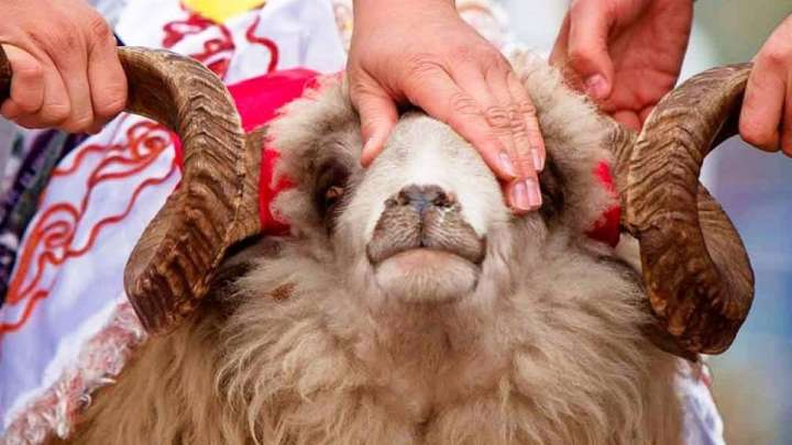 Шек шалу құрбандыққа жата ма?