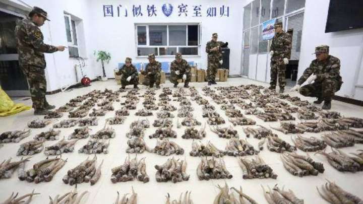 Киік мүйізі Қытай мен Ресейге жөнелтіледі