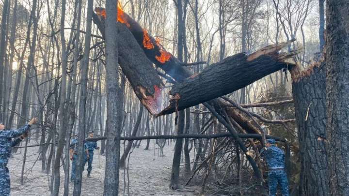 Қостанайдағы өртенген орман қанша жылда қалпына келеді?