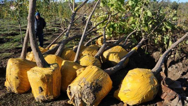 Қаланың қуаты – көркінде. Алматылықтар қаланы көгалдандыруға белсенді атсалысып жатыр