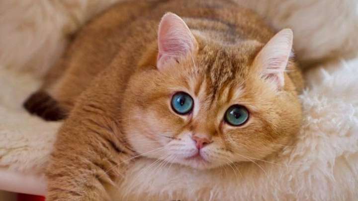 Сайлауға ит, мысықты алып баруға бола ма?