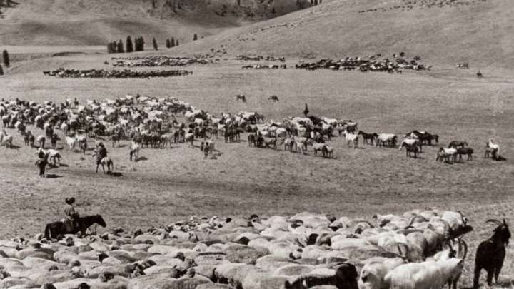 Бір аптада 46 бай ұсталып, 12 мың ірі қара кәмпескеленген