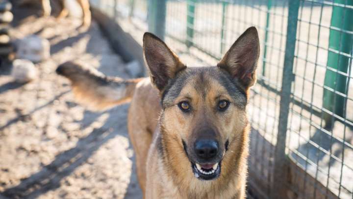 750 келі. Мейрамханаға ит етін сатқан адам ұсталды