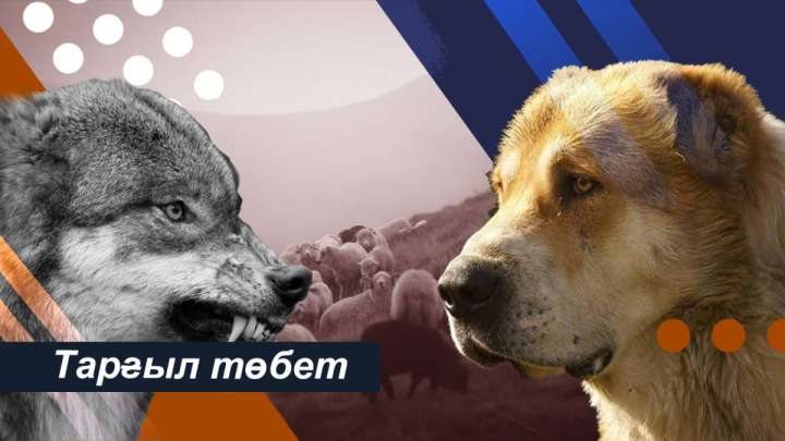 Ермек Қаныкейұлы. Тарғыл төбет