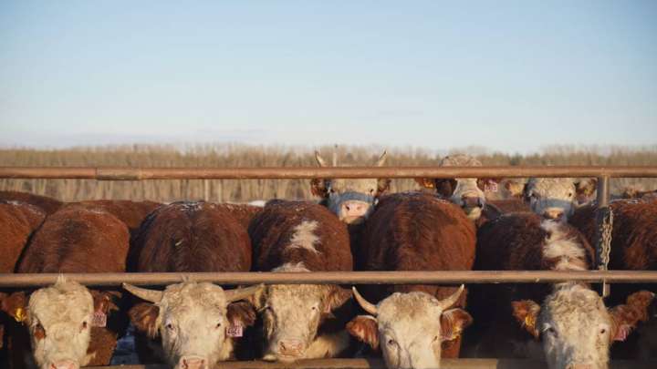 Депутат жоқ малға субсидия алып отырған