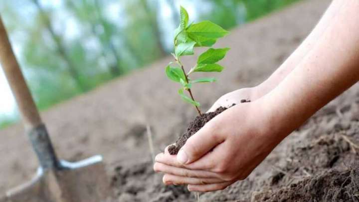 Жер мен елді, ұрпағыңды сақтағың келсе, ағаш ек!